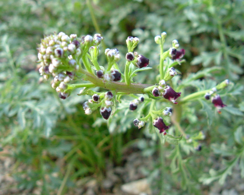 nero e piccolino - Scrophularia canina